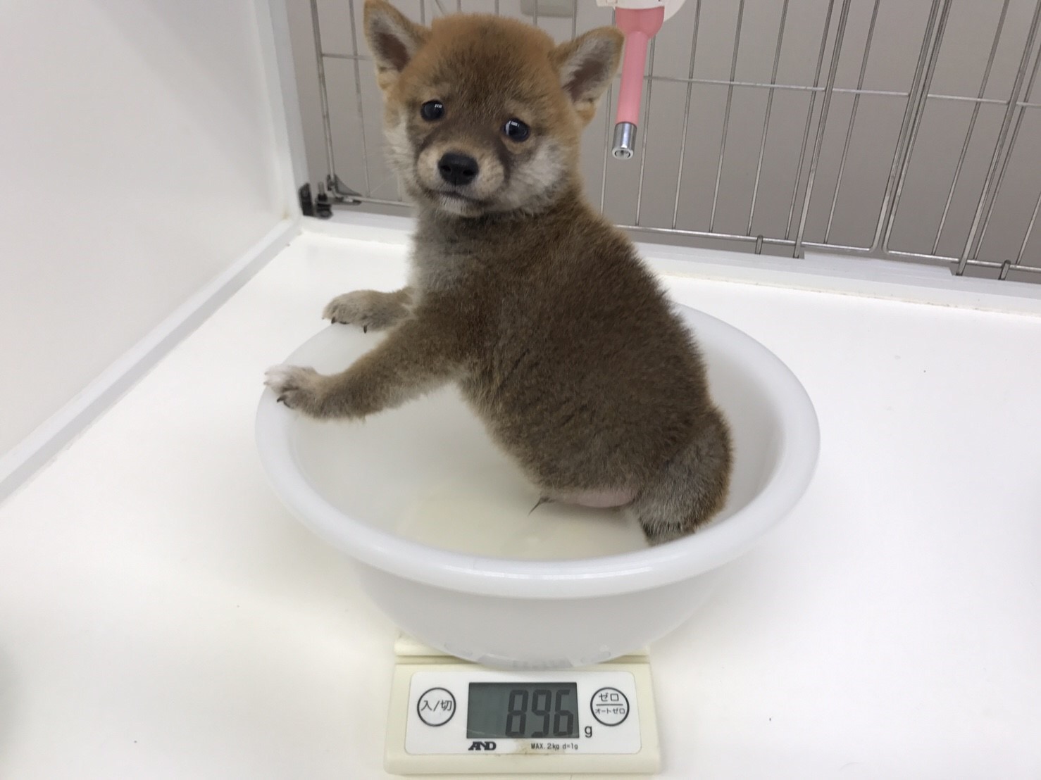 柴犬 - マルワン東日暮里店