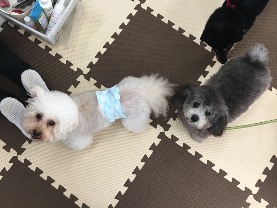 白楽の看板犬のおいちゃんとサラちゃん | 【パピー教室】マルワン白楽店＆大倉山店合同イベント!アニコムパピー教室午後の部