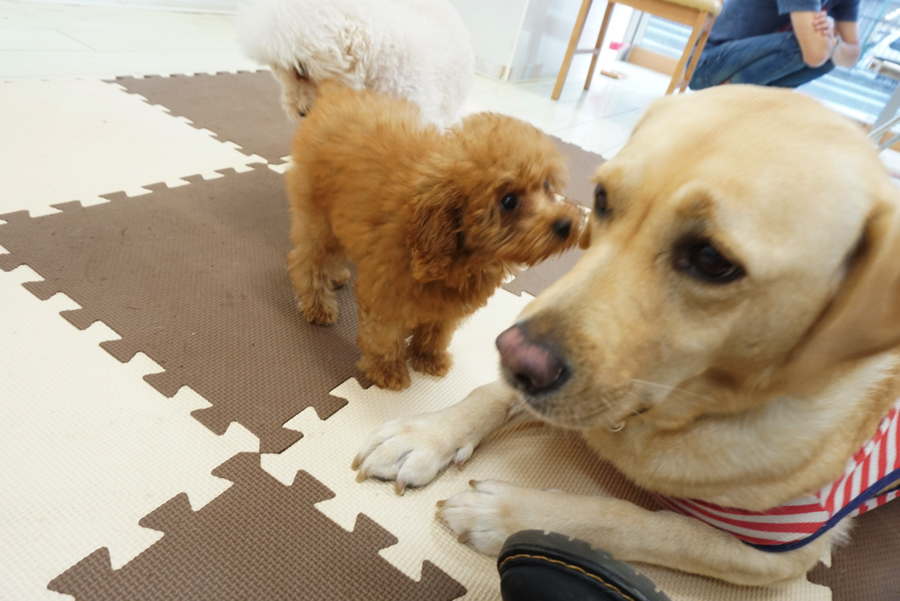 白楽店スタッフ長瀬の愛犬マーブルの頭より小さいきのこちゃん（笑） | 【パピー教室】マルワン白楽店＆大倉山店合同イベント!アニコムパピー教室午後の部