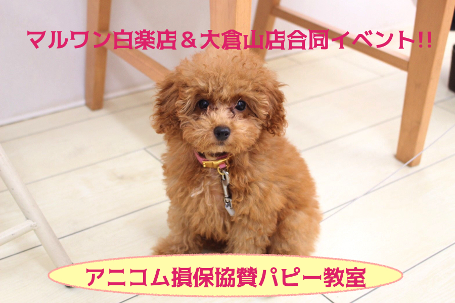 【パピー教室】マルワン白楽店＆大倉山店合同イベント!アニコムパピー教室午後の部☆レポート!
