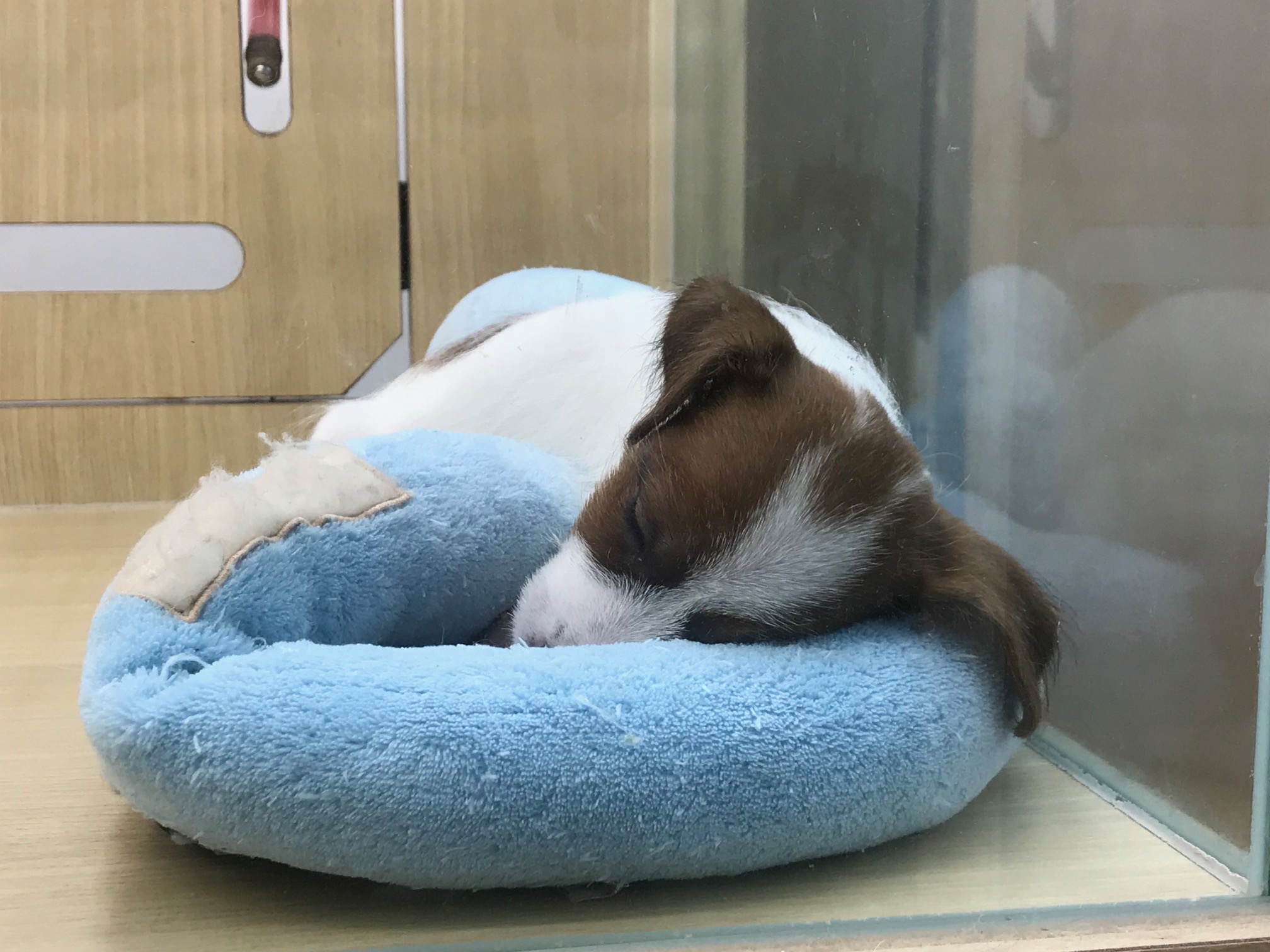 ジャックラッセルテリア - マルワン鎌ヶ谷店