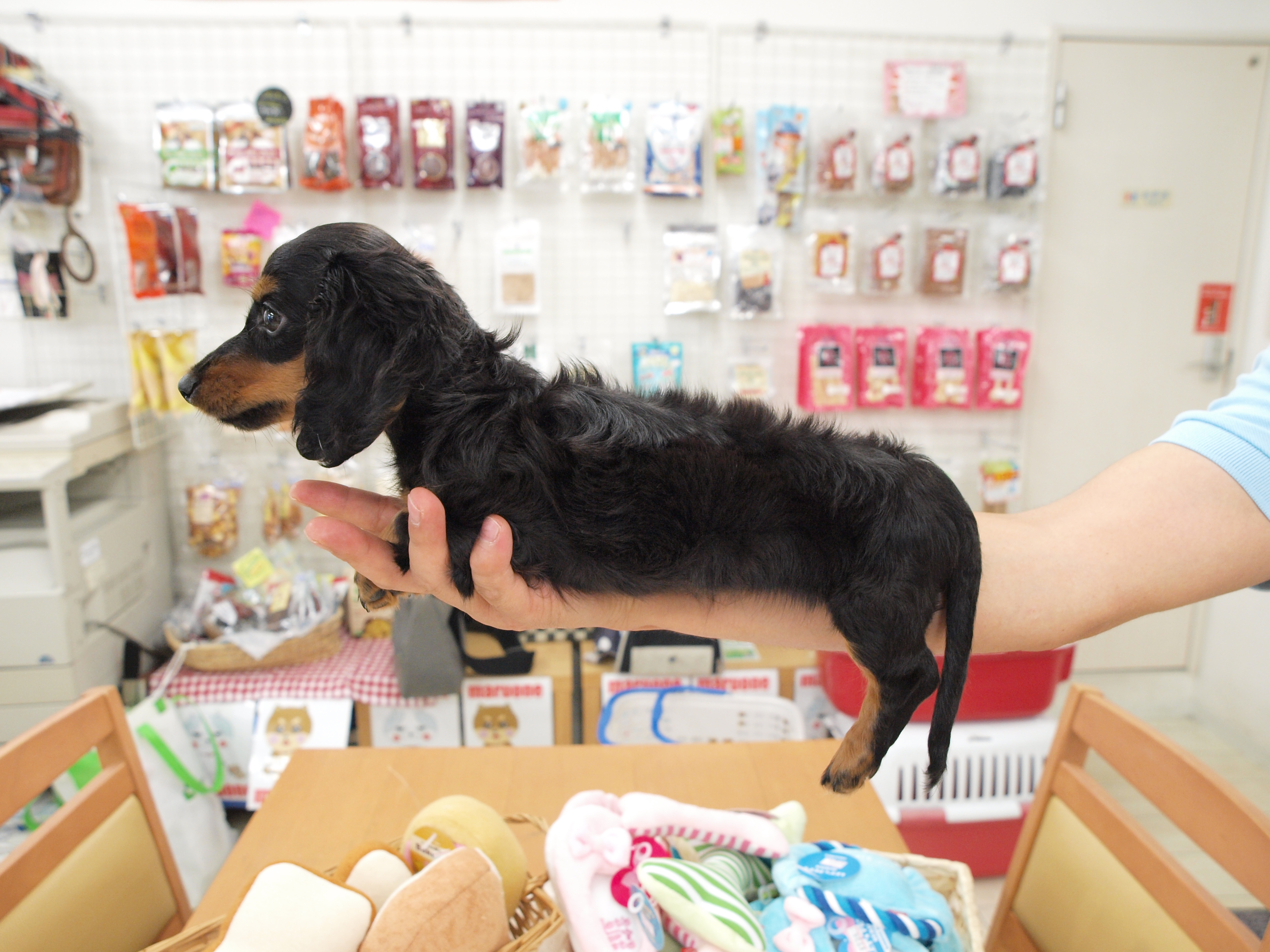 胴長＋短足が魅力のダックスちゃん | カニンヘン・ダックスフント - マルワン白楽店