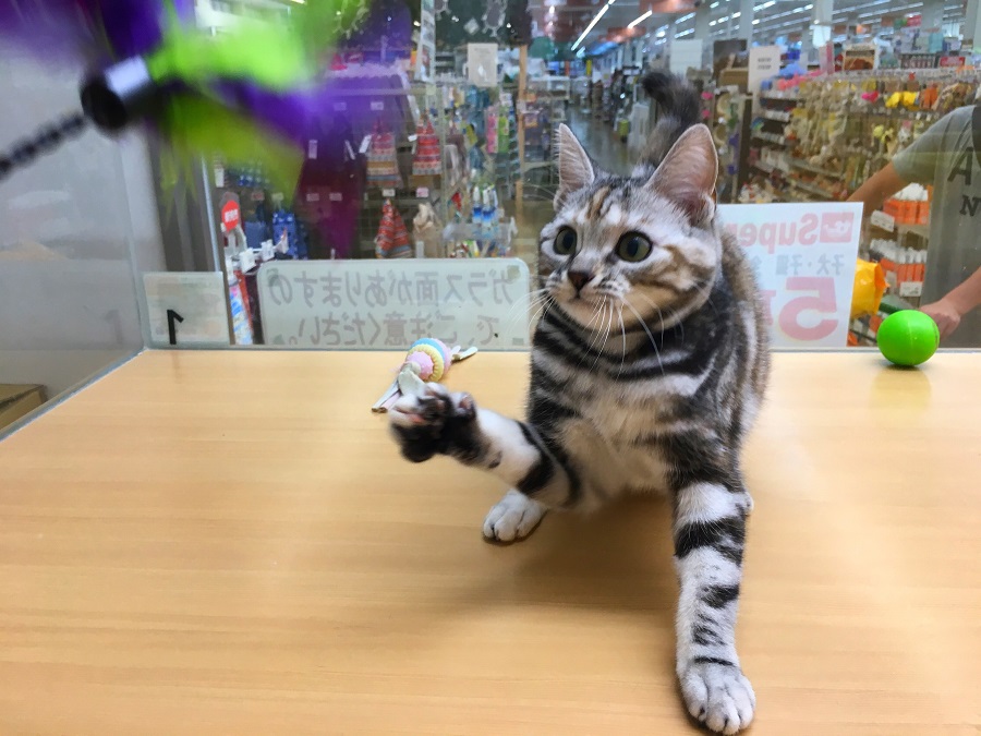 アメリカンショートヘア - ペッツワン城山店