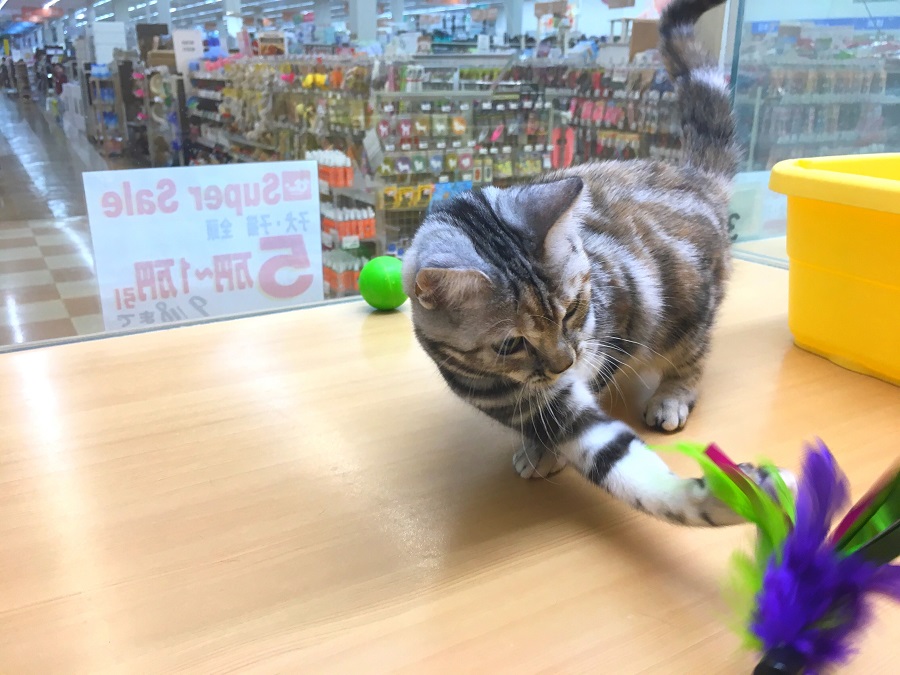 アメリカンショートヘア - ペッツワン城山店