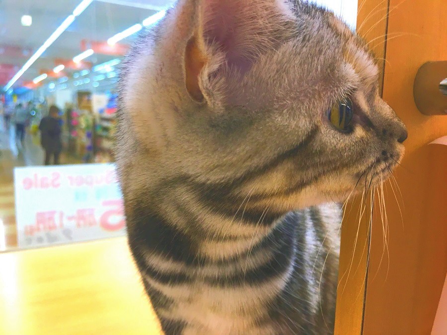 アメリカンショートヘア - ペッツワン城山店