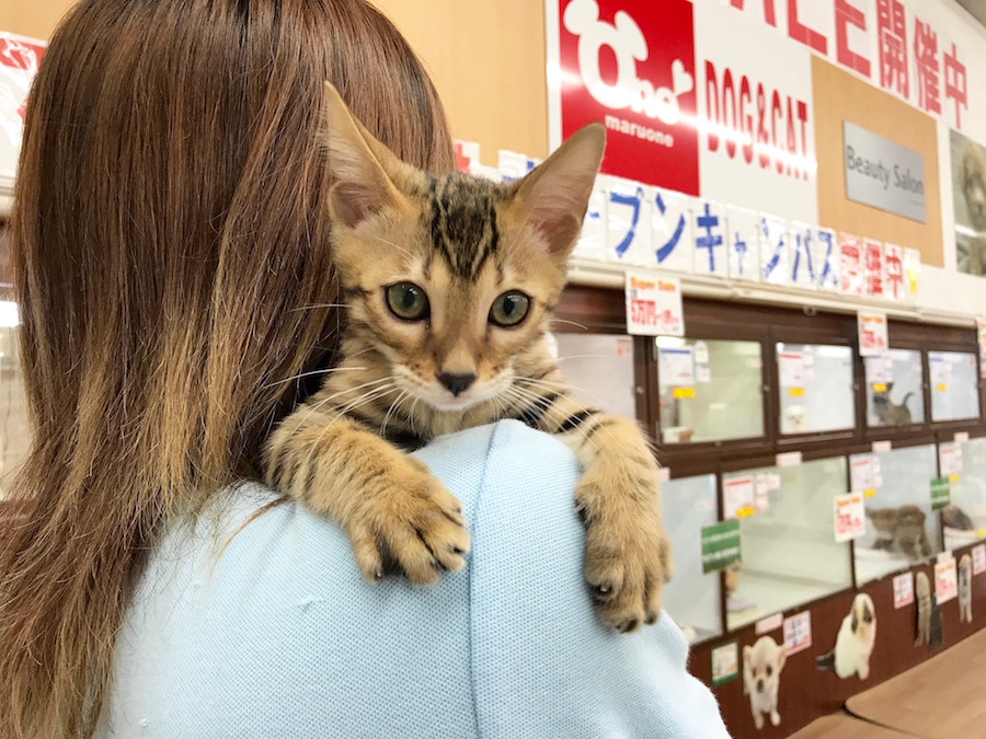 ベンガル - マルワン相模大塚店