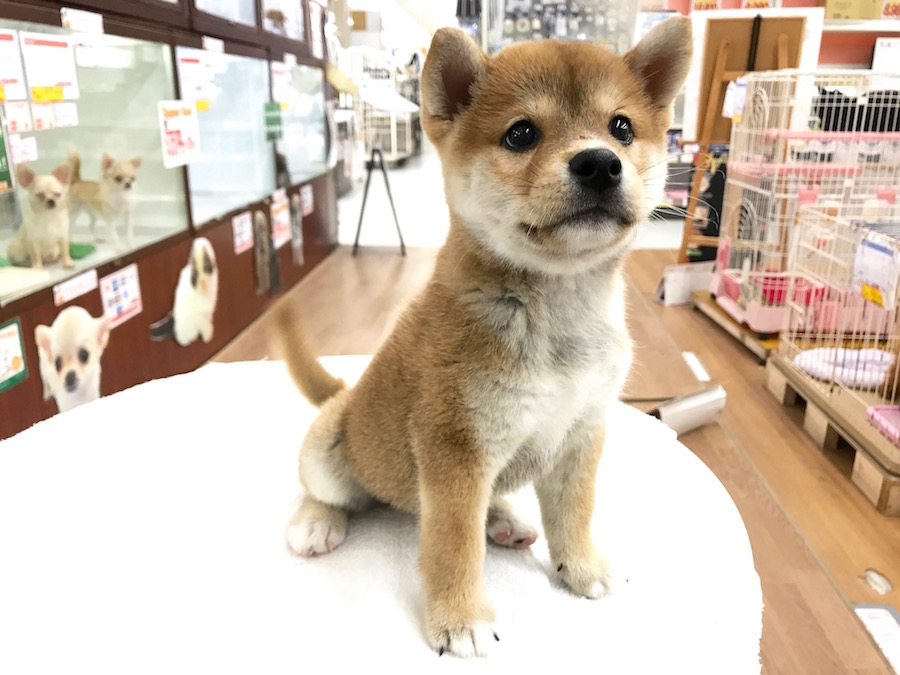 柴犬 - マルワン相模大塚店
