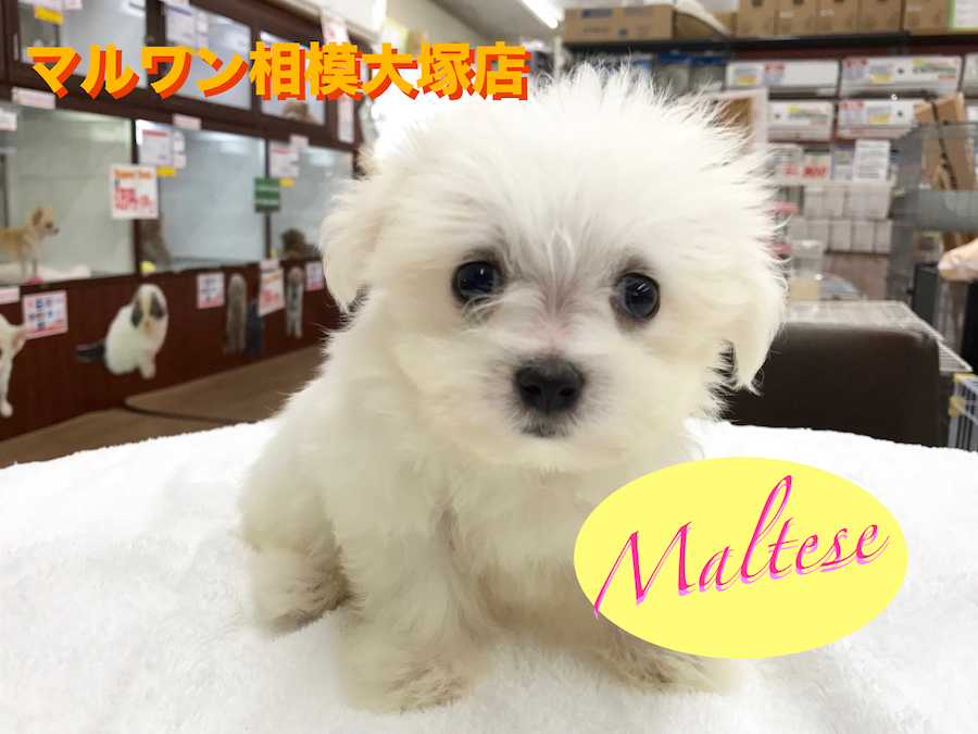 【マルチーズ】世界最古の愛玩犬は今も変わらず癒し系♡：マルワン相模大塚店Pick UpベイビーNo.814402