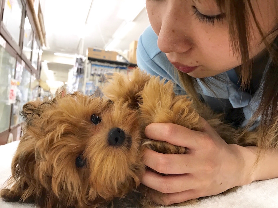 MIX犬（チワワ×トイプードル） - マルワン相模大塚店