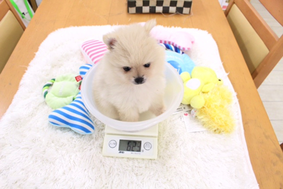 ポメラニアン - マルワン白楽店