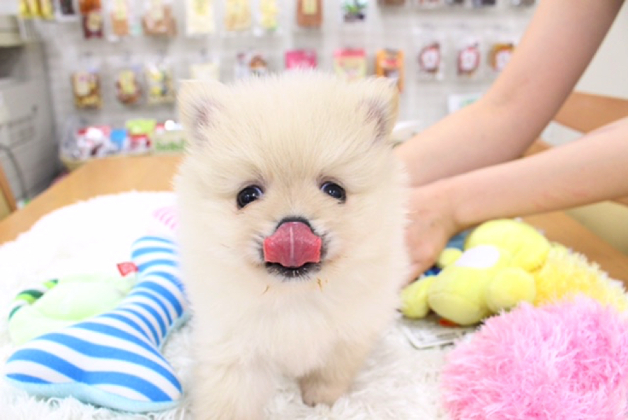 ポメラニアン - マルワン白楽店