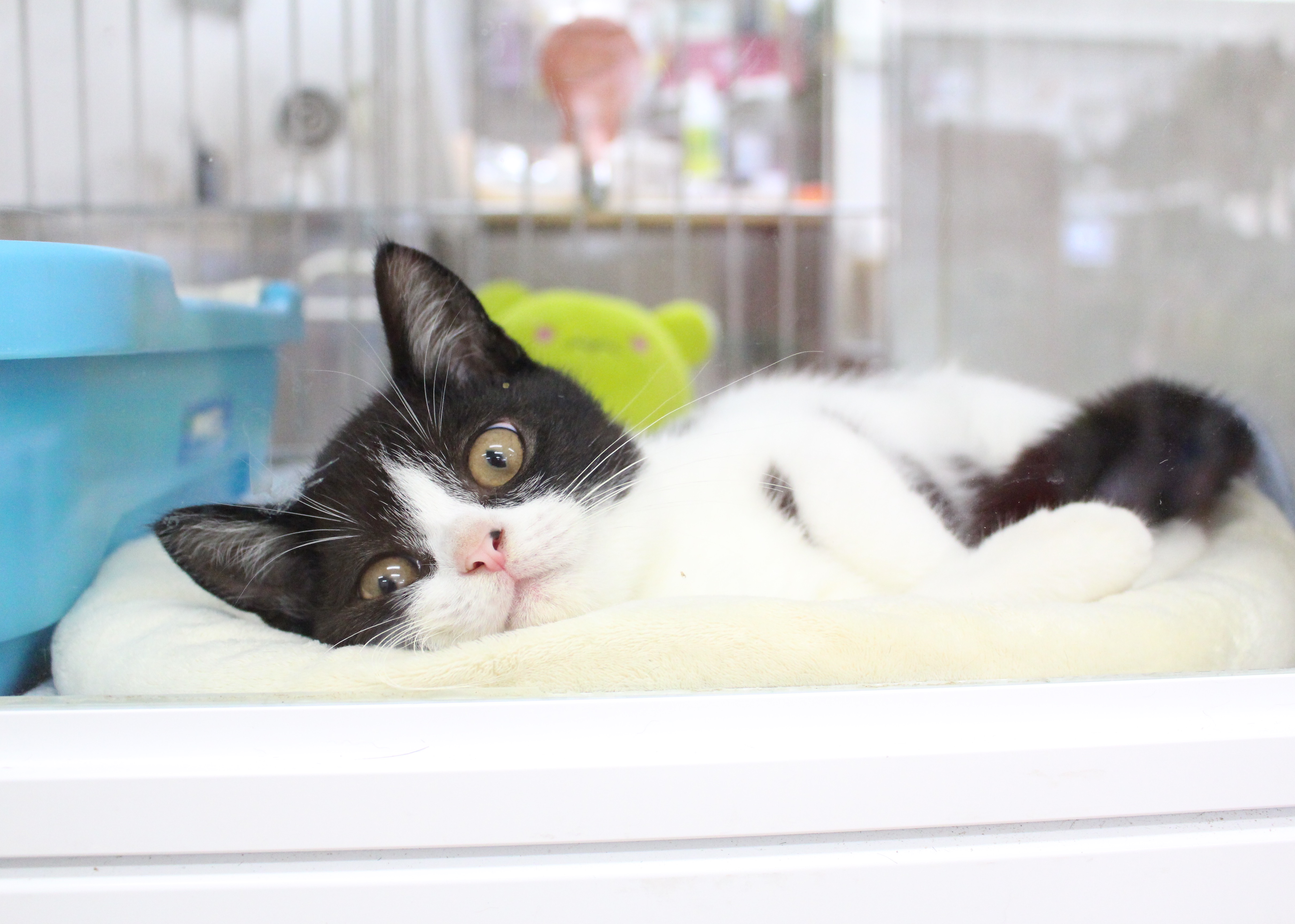 まだまだ子猫なマンチくんは寝ることがお仕事です。 | マンチカン - マルワン白楽店