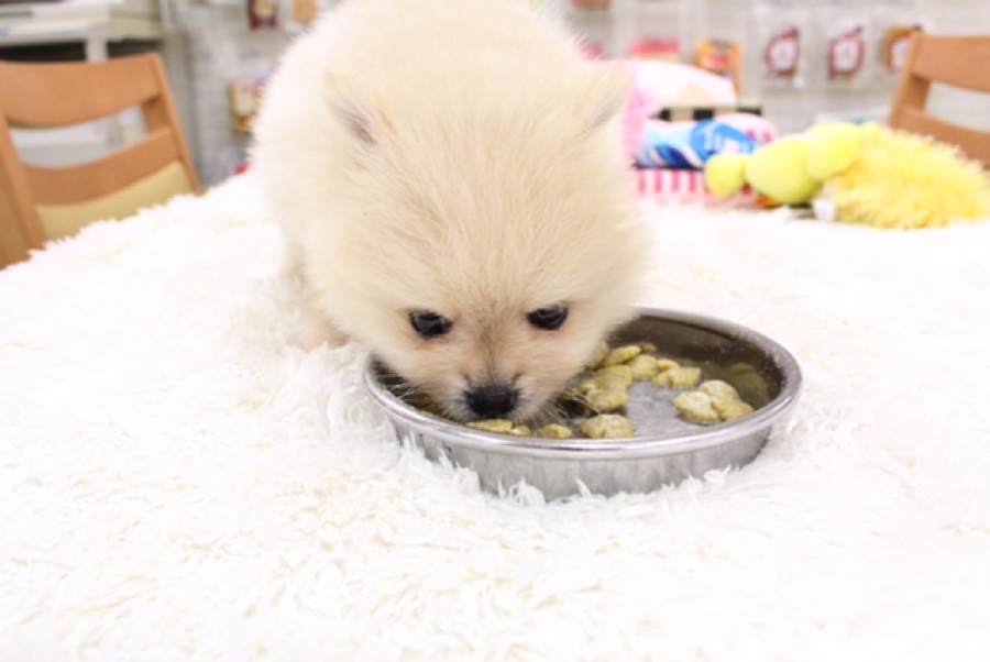ポメラニアン - マルワン白楽店