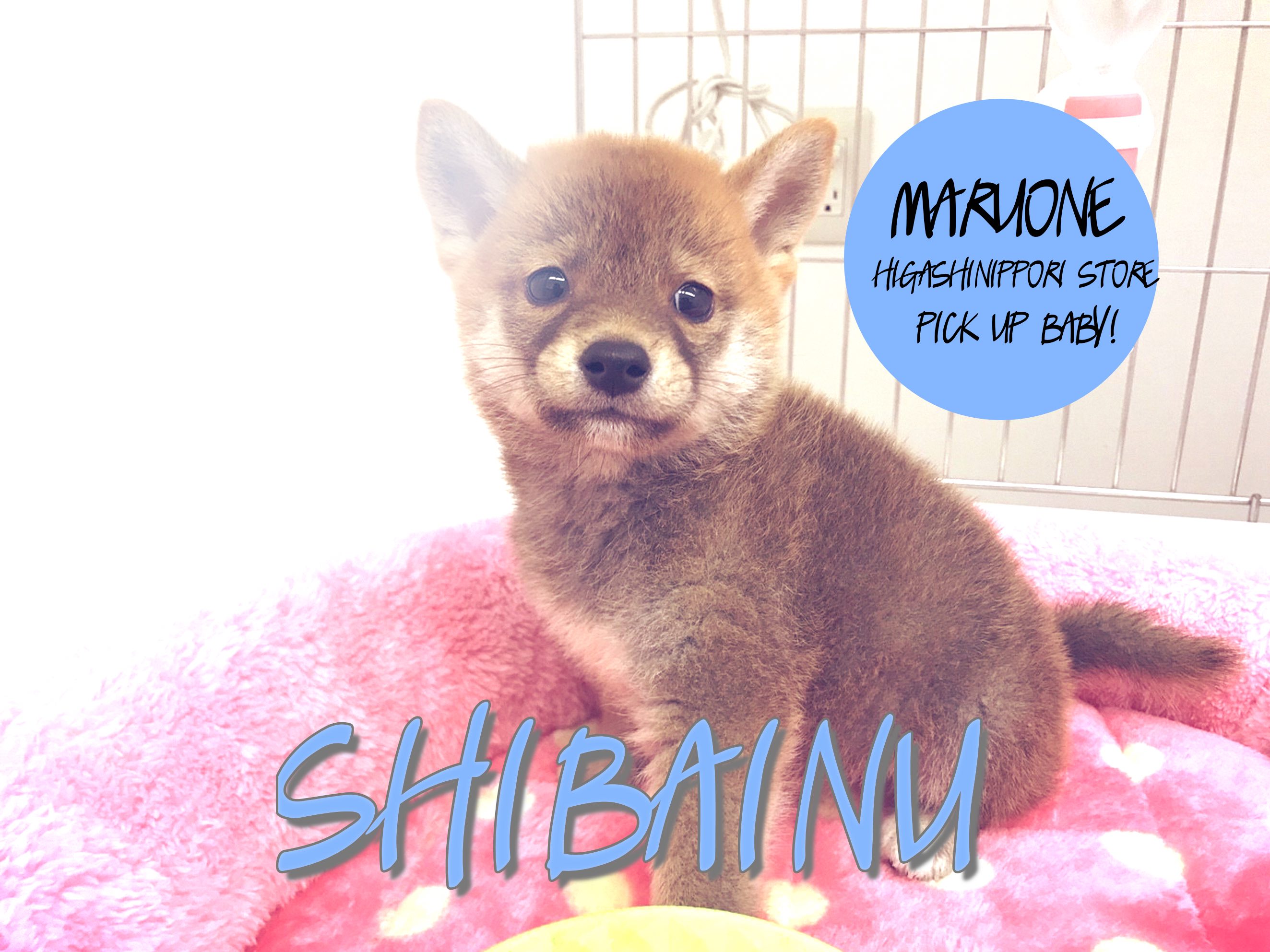 【柴犬】ズングリムックリ体型に純粋な眼差しに胸キュン必至♡：東日暮里PICKUP BABY！No.014184
