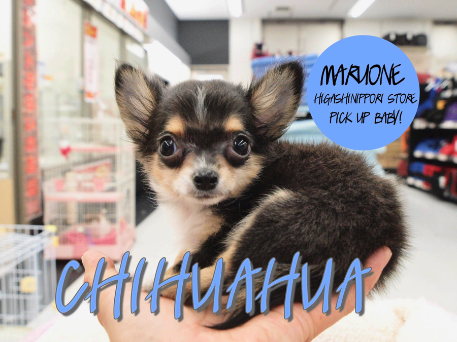 【チワワ】耳立ち良好！めちゃくちゃ可愛いちーくんのレビュー！：東日暮里店PICK UPベイビー！No.014180