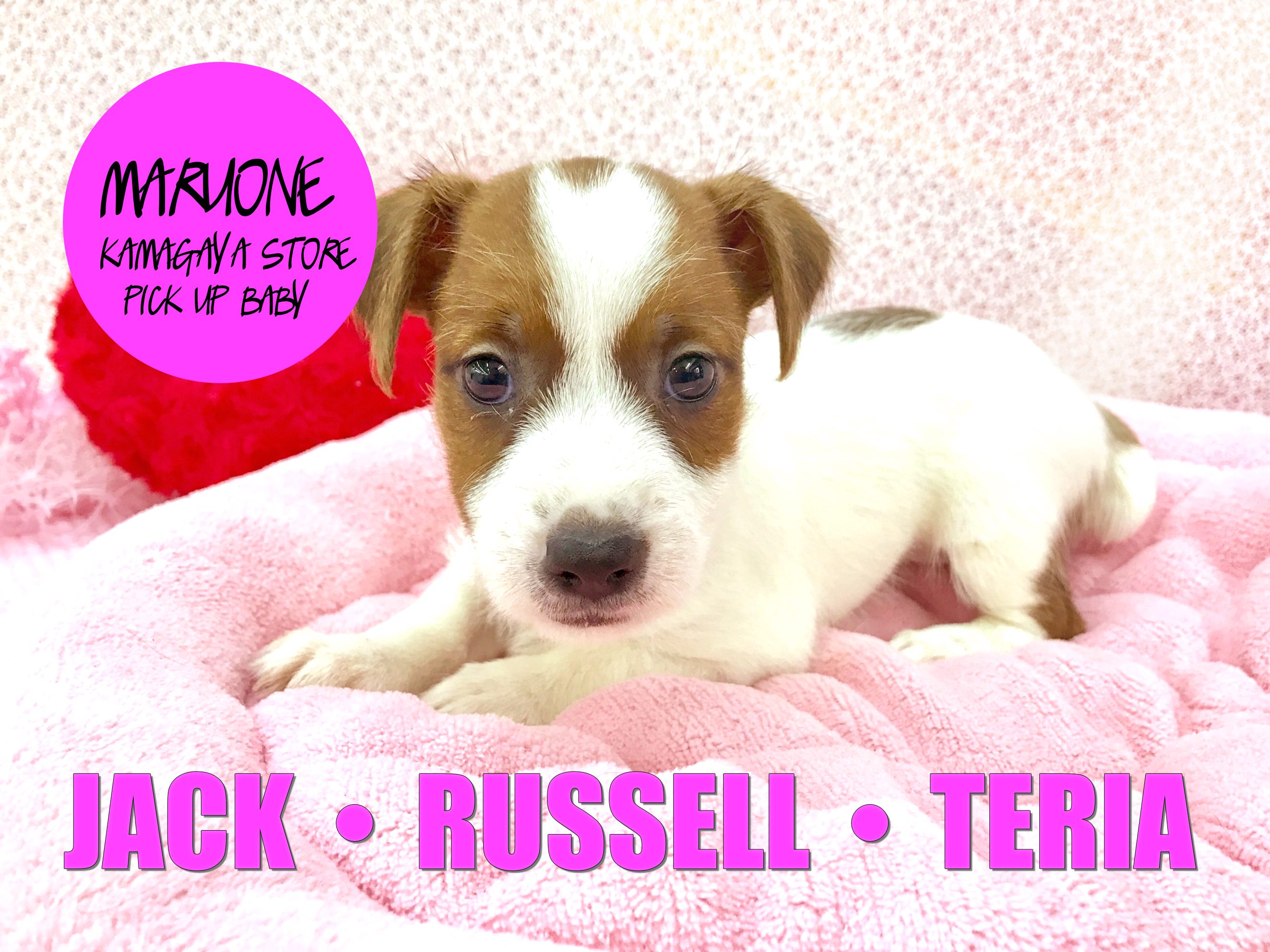 【ジャックラッセルテリア】ワンコの秋はコレで決まり！躍動感あふれるスポーティードッグ！：鎌ヶ谷店ピックアップベイビーNo.117121