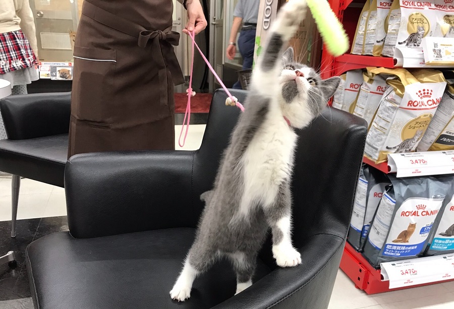 ブリティッシュショートヘア - マルワン港北NT店