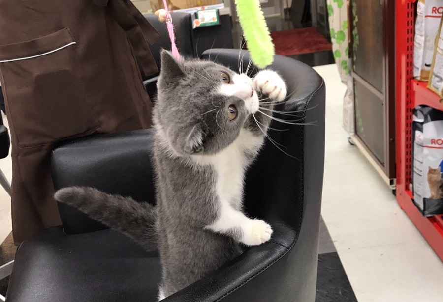 ブリティッシュショートヘア - マルワン港北NT店