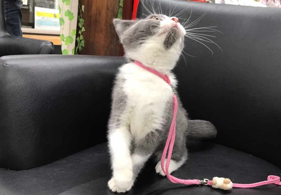 ブリティッシュショートヘア - マルワン港北NT店