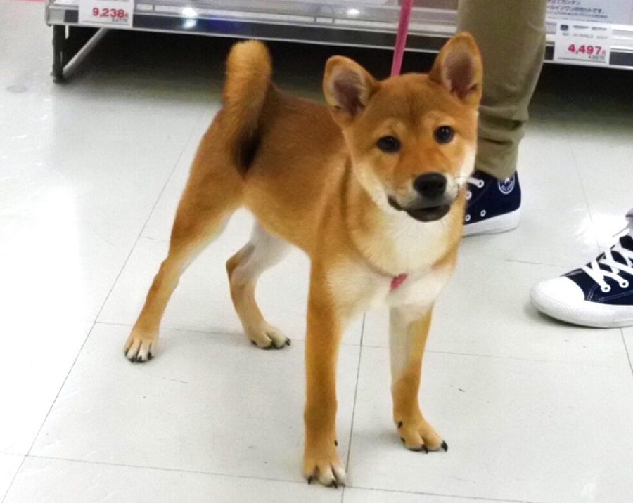 5ヶ月で3.8kgとかなり小ぶりな男の子 | 柴犬 - マルワン港北NT店
