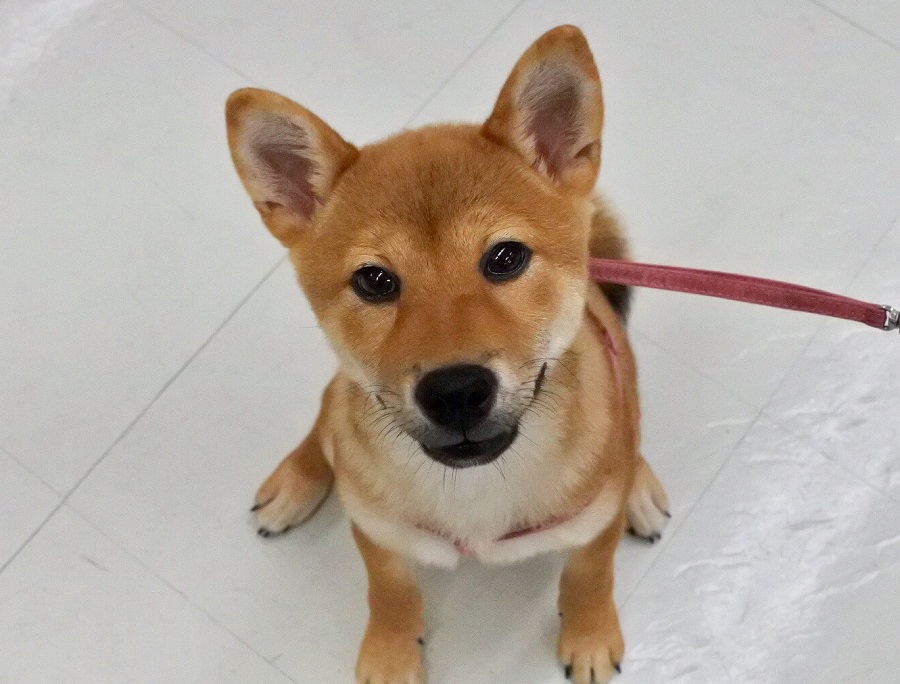 赤柴くんの魅力 まずは正面からパシャり！ | 柴犬 - マルワン港北NT店