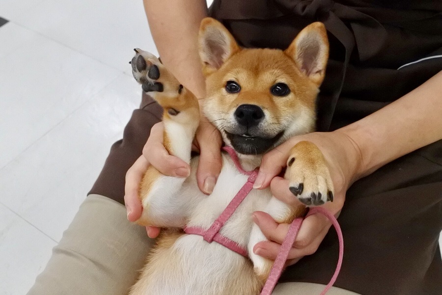 ヘソ天リラックス | 柴犬 - マルワン港北NT店