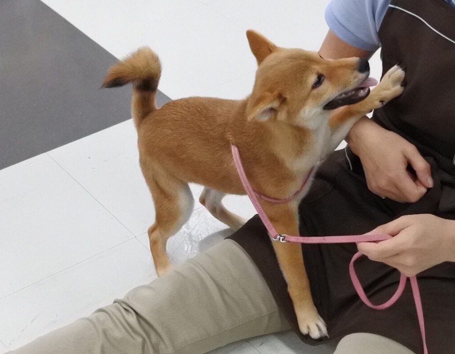 楽しい店内散歩の時間 | 柴犬 - マルワン港北NT店