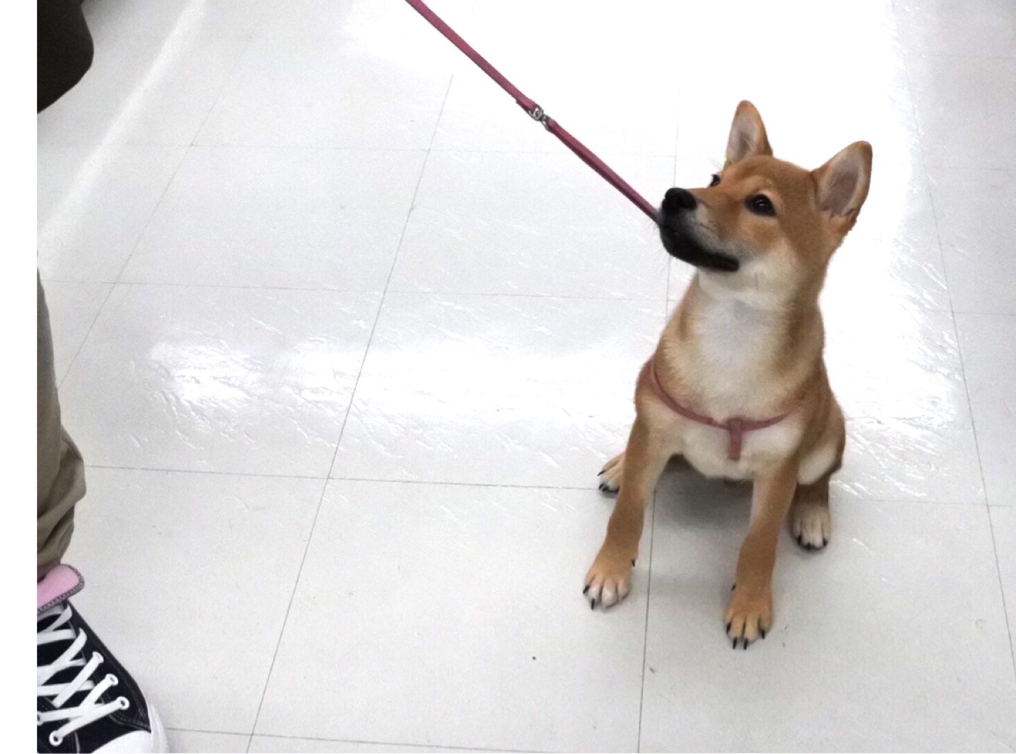 楽しい店内散歩の時間 | 柴犬 - マルワン港北NT店