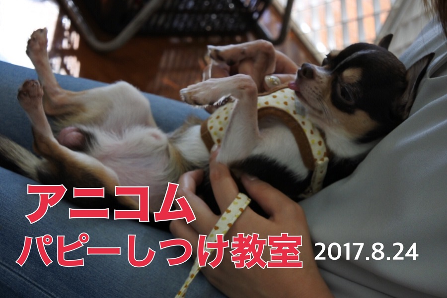 【しつけ教室第2回目開催】マルワン×アニコム合同イベント！港北NT店報告レポート！