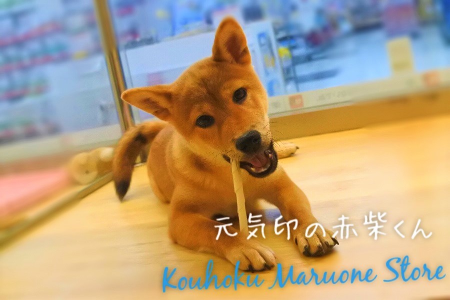 【柴犬】元気印◎太陽のように明るいお散歩上手ワンコ！！：港北NT店PICK UPベイビー！NO.311703