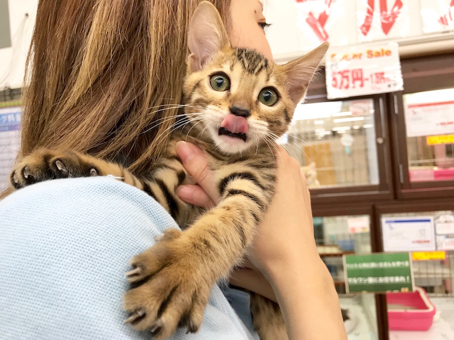 ベンガル - マルワン相模大塚店