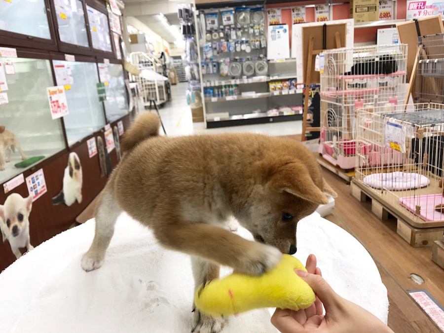 柴犬 - マルワン相模大塚店