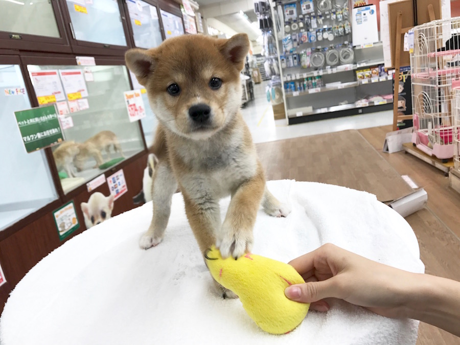 柴犬 - マルワン相模大塚店