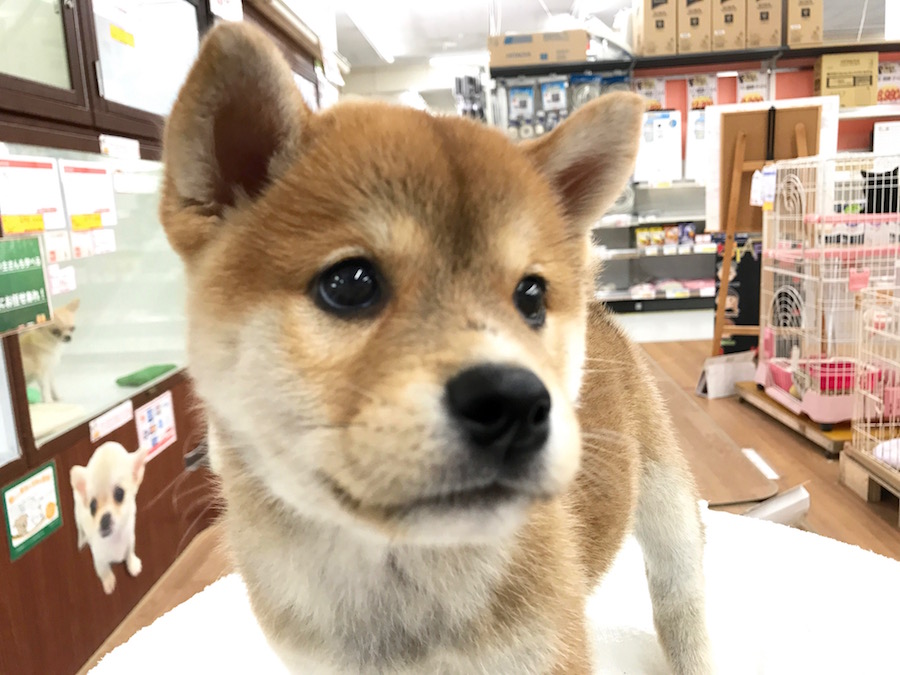 柴犬 - マルワン相模大塚店