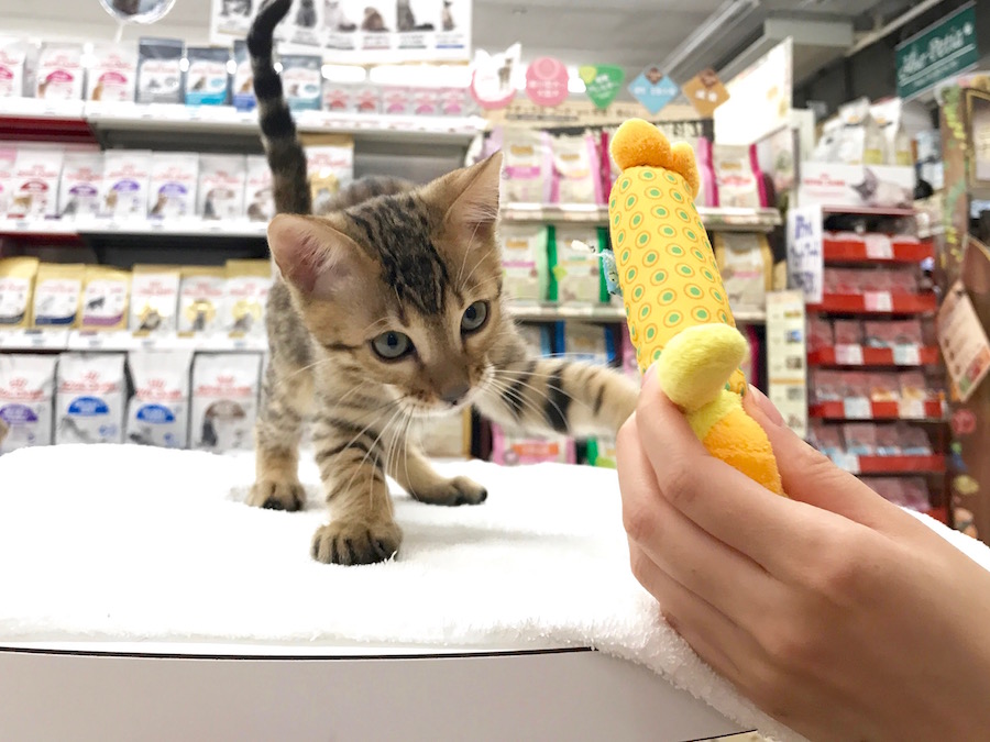 ベンガル - マルワン相模大塚店
