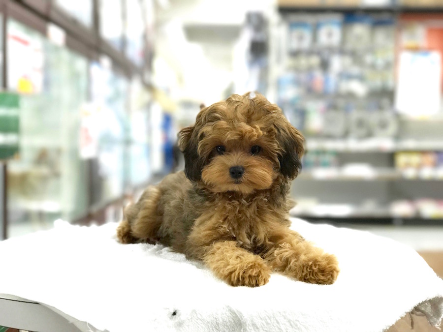 MIX犬（チワワ×トイプードル） - マルワン相模大塚店