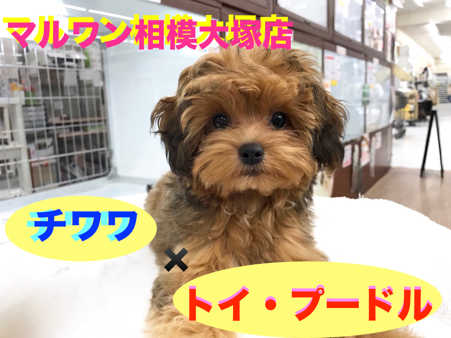 【チワワ×トイ・プードル】生まれ持ってのアイドル♪チップちゃんの瞳は10カラット★：相模大塚店Pick UpベイビーNo.814381