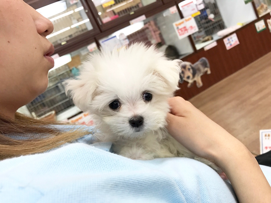 マルチーズ - マルワン相模大塚店