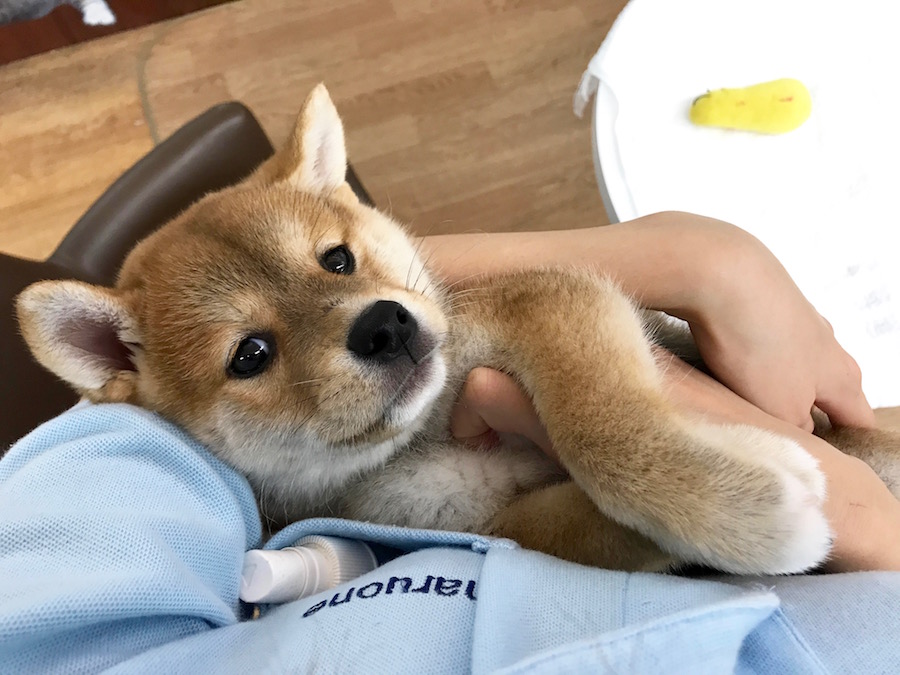 柴犬 - マルワン相模大塚店