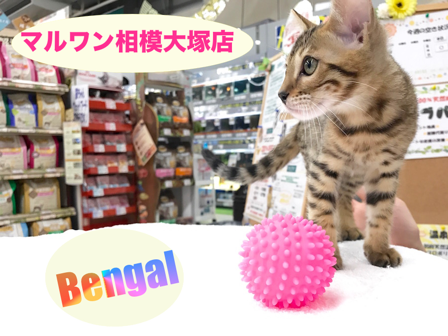 【ベンガル】ヒョウ柄模様の美猫さん★さらに美声まで。。。？：相模大塚店Pick UpベイビーNo.814396