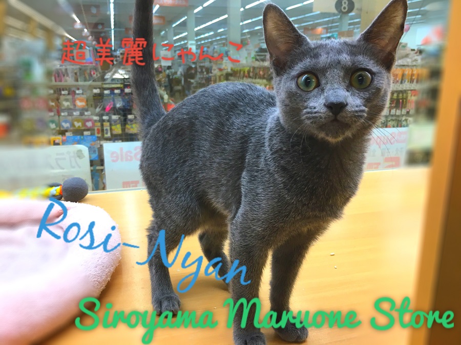 【ロシアンブルー】猫なのに甘えん坊、、、？クール＆キュートな女王様♪：ペッツワン城山店ピックアップベイビー！No.118138