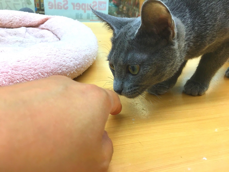 人懐っこく、構ってもらうのが大好き！ | ロシアンブルー - ペッツワン城山店