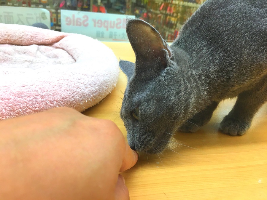好奇心は旺盛なんだけど、ちょとビビりさん | ロシアンブルー - ペッツワン城山店