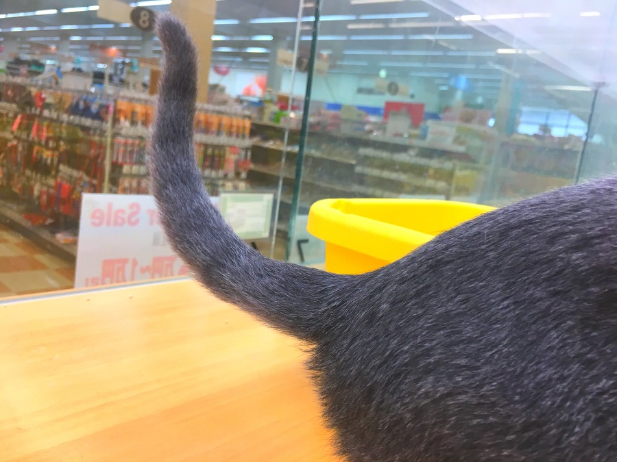 ゴーストタビー | ロシアンブルー - ペッツワン城山店