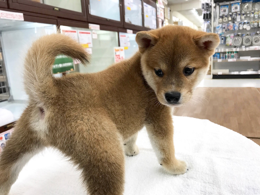柴犬 - マルワン相模大塚店
