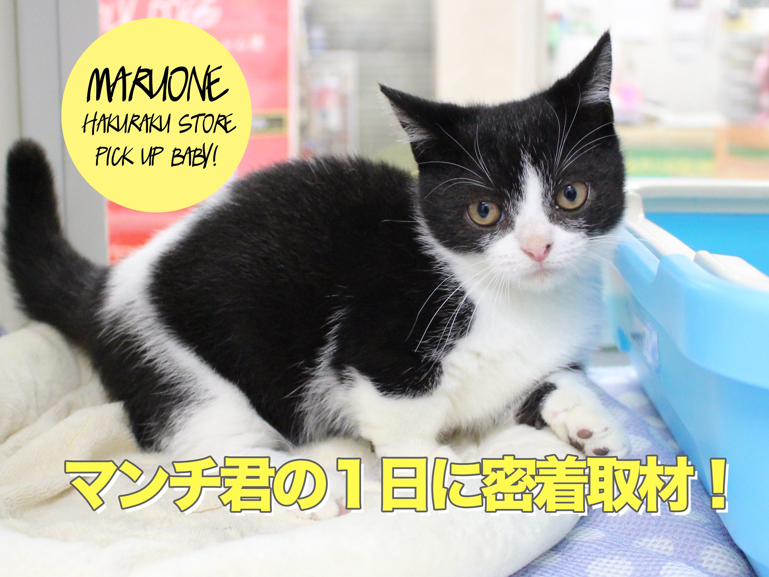 【マンチカン】超必見！ハチワレマンチくんの1日を取材!!!トイ・プードルとも遊べっちゃった！：白楽店No.11499