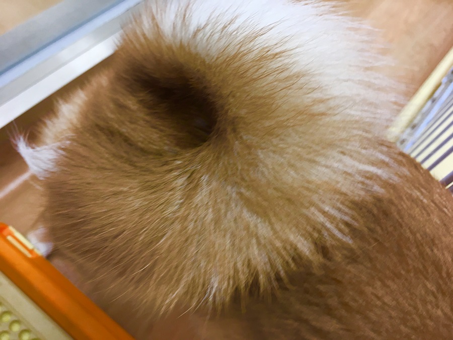私の一押しポイントはこの巻尻尾 | 柴犬 - マルワン港北NT店