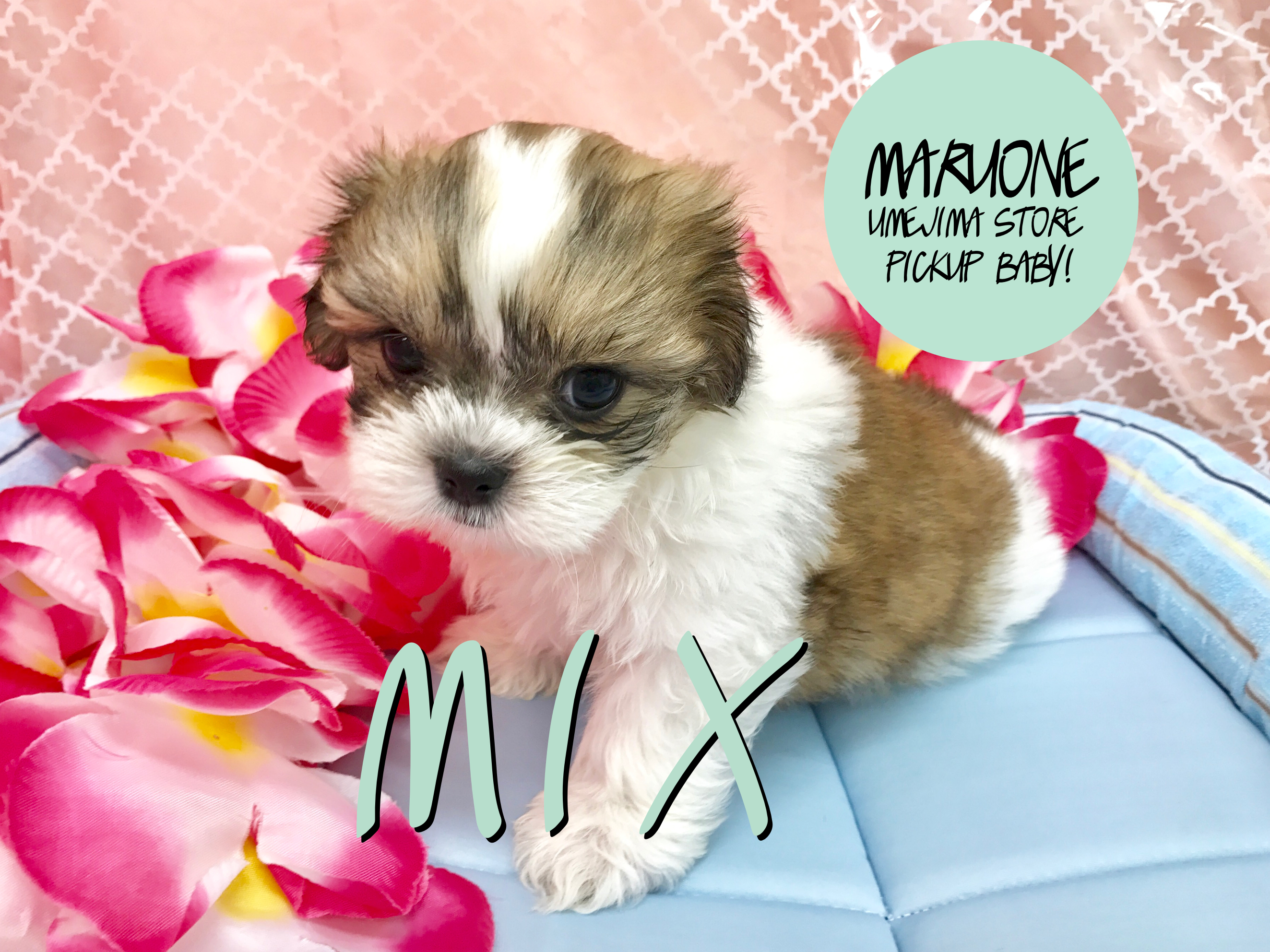 【マルチーズ×シーズー】パパママいいとこどりのキュートなオンリーワン！：梅島店No. 119079