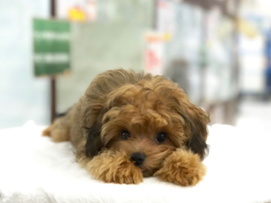 MIX犬（チワワ×トイプードル） - マルワン相模大塚店