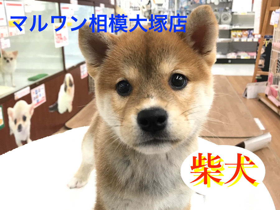 【柴犬】アヒル口のカメラ大好きボーイ♪：相模大塚店Pick UpベイビーNo.814400